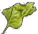 Fragrant Basil